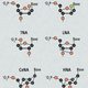 Illustration for article titled XNA is synthetic DNA thats stronger than the real thing